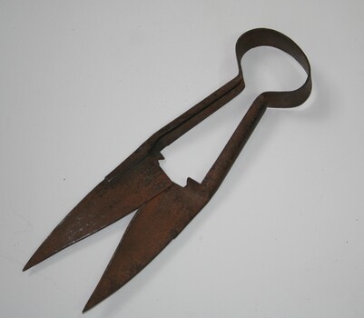 Steel hand shears as were used in the shearing of sheep Ca 1900
