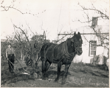 Photograph (sub-item) - Black and White, Ploughing the orchard in the 1930’s with a single furrow plough.  Mr. Ken Heims, aged 12.  The motto then was  - ‘an acre a day is good ploughing’. c1935