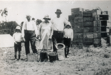 Photograph (sub-item) - Black and White, Cherry picking in Wonga Park in 1930’s.  Mr. and Mrs. Van der Sluys, Mr. W. Heims and sons on property.  Cherries were taken to the Victoria Market on the T-Model Ford, 1930s