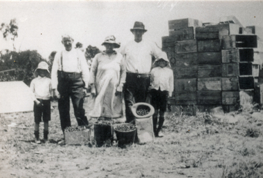 Photograph (sub-item) - Black and White, Cherry picking in Wonga Park in 1930’s.  Mr. and Mrs. Van der Sluys, Mr. W. Heims and sons on property.  Cherries were taken to the Victoria Market on the T-Model Ford