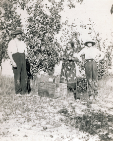 Photograph (sub-item) - Black and White, Fruit picking in 1930’s on Heims family orchard, mid to late 1930s