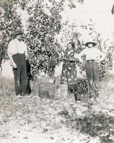 Photograph (sub-item) - Black and White, Fruit picking in 1930’s on Heims family orchard