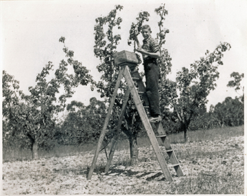 Photograph (sub-item) - Black and White, Picking fruit in 1930’s by a Heims' lad, 1930s