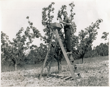 Photograph (sub-item) - Black and White, Picking fruit in 1930’s by a Heims' lad