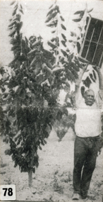 Photograph (sub-item) - Black and White, Councillor H.N. Read showing the wonderful growth of a three-year old cherry tree in 1931