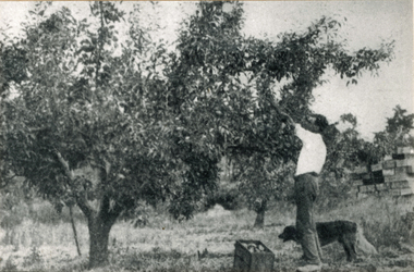 Photograph (sub-item) - Black and White, Mr. A.J. Upton picking Jonathon apples in 1931 from a 30-year-old tree planted by the late Mr. Launder