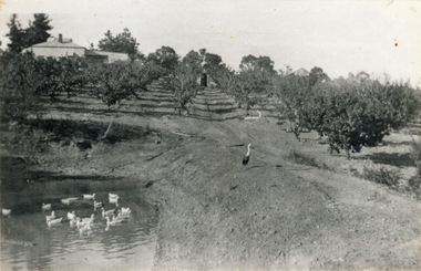 Photograph (sub-item) - Black and White, The Read family orchard around 1930, which was situated on the corner of Yarra and Toppings Road.  The old home still stands in Yarra Road in 1985, c 1930