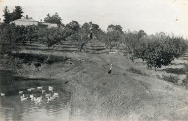Photograph (sub-item) - Black and White, The Read family orchard around 1930, which was situated on the corner of Yarra and Toppings Road.  The old home still stands in Yarra Road in 1985