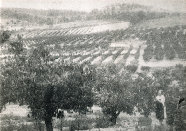 Photograph (sub-item) - Black and White, A Wonga Park orchard in 1931.  Picture published in ‘The Leader’, February 28th, 1931