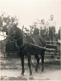 Photograph (sub-item) - Black and White, Horse and cart in 1930’s
