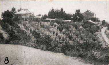 Photograph (sub-item) - Black and White, On the road to Wonga Park, Mr. J.E. Hooper’s house and orchard, 1931, as seen from Jumping Creek Road, now the site of Hooper’s Road, c1931