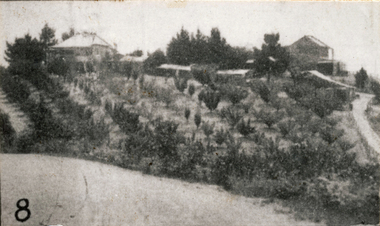 Photograph (sub-item) - Black and White, On the road to Wonga Park, Mr. J.E. Hooper’s house and orchard, 1931, as seen from Jumping Creek Road, now the site of Hooper’s Road