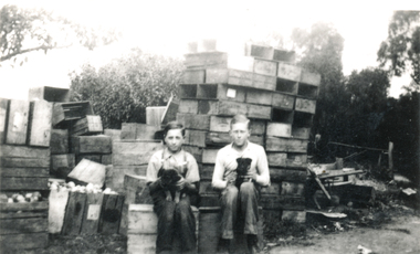 Photograph - Black and White, Fruit Packing Cases, 1930s, with Ken and Harry Heims
