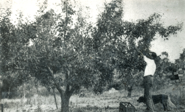 Photograph - Black and White, Mr. A.J. Upton picking Jonathan apples in 1931