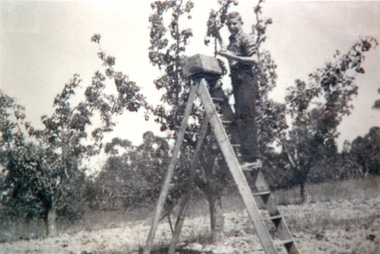 Photograph - Black and White, Picking fruit in the Heims’ orchard in the 1930s