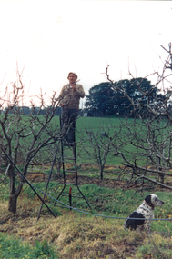 Photograph - Colour, Pruning the fruit trees on the Colella orchard in 1988