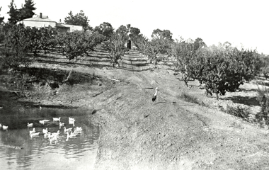 Photograph (Item) - Black and White, Wonga Park: Read's Dam, Orchard and House, c. 1931