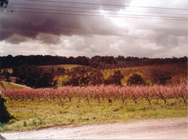 Photograph (Item) - Colour, Colella's Orchard