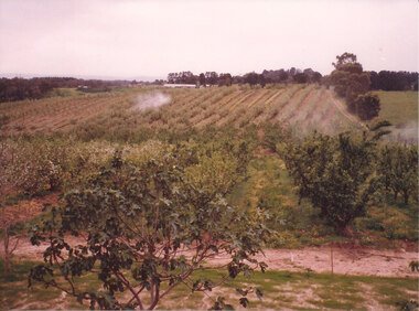 Photograph (Item) - Colour, Wonga Park: Spraying in Colella's orchard