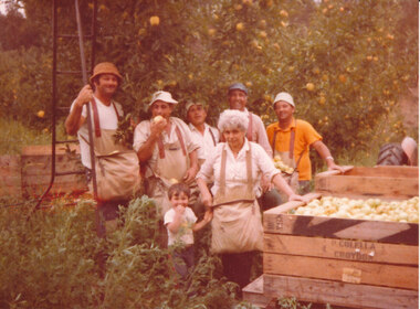 Photograph (Item) - Colour, Wonga Park: Colella Family picking apples