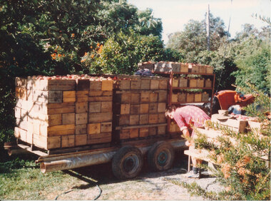 Photograph (Item) - Colour, Wonga Park: Trailer loaded with apples - too much weight for tyre