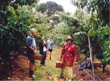 Photograph (Item) - Colour, Wonga Park: Barr family picking in the rain. Left to right Ian, Angela, Glenn and Kerryn