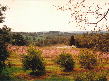 Photograph (Item) - Colour, Wonga Park: Nectarine and plum blossom looking towards Bryson Road from Gatters Road