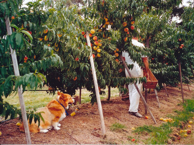 Photograph (Item) - Colour, Wonga Park: Props to support limbs laden with fruit. Ian Barr and Sprinter (dog) recovering from an attack by next door dogs