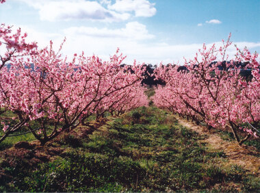 Photograph (Item) - Colour, Wonga Park: Nectarine blossoms - Colella orchard