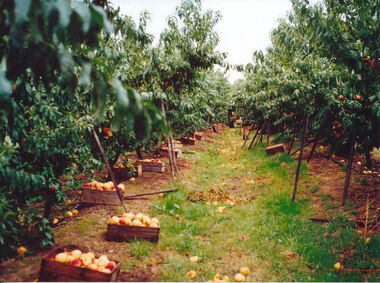 Photograph (Item) - Colour, Wonga Park: Peaches packed ready for trailer