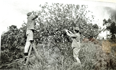 Photograph - Black and White, Wonga Park: Brian and Roger Eggleton picking lemons between 1949 and 1953