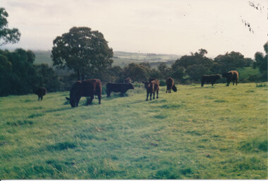 Photograph - Colour photo, of Twin Hills Landscape 3