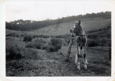Photograph - Scanned photograph of Horrie Smith's family's foal, "Red" Wonga Park 1948