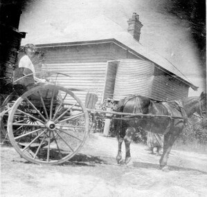 Photograph - Alma Beavis nee Pump, on two wheeled cart pulled by Horse "Jack"