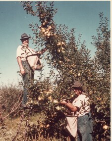 Photograph - Picking fruit in the Beavis orchard, in the Beavis orchard