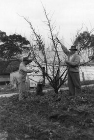 Photograph - Herb Beavis and Graeme pruning, with child Darren Beavis playing