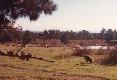 Photograph - View of Beavis Orchard, facing north west from Yarra Rd 1984