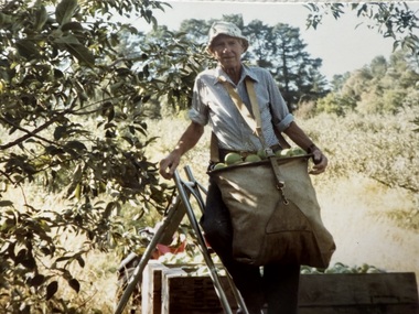 Photograph - Colour, Charlie Smith picking Granny Smith apples