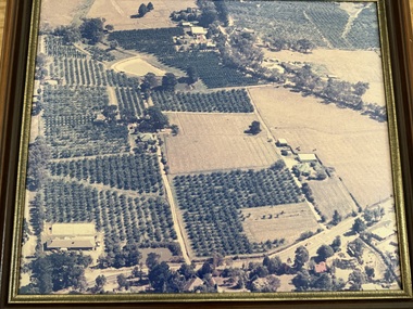 Photograph - Colour, Aerial photo of The Pines orchard in Wonga Park 1988