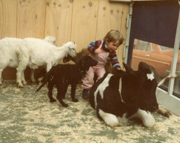 Photograph, POCH & LC Playgroup visiting the animal farm 1984, with Tait patting a calf