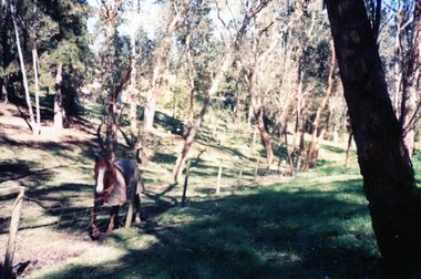 Photograph, 100 Acres in Park Orchards, Unknown date