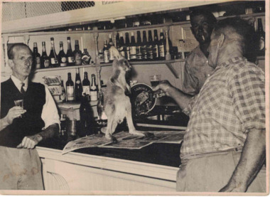 Small joey on bar in hotel.