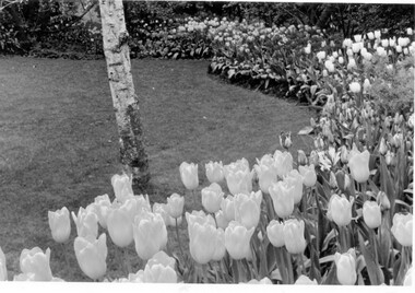 Photograph, Tulips in Clarke garden