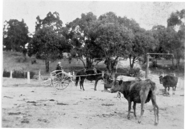 Photograph, Jean Gascoigne-Turnbull in a horse drawn jinker