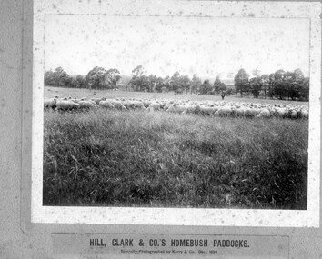 Photograph, Kerry and Co, Sheep farm : Hill, Clarke and Co.'s 'Homebush' paddocks, 1899, 1899