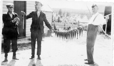 Photograph, Messrs. Cluff, McGrath and Moynihan with catch of fish