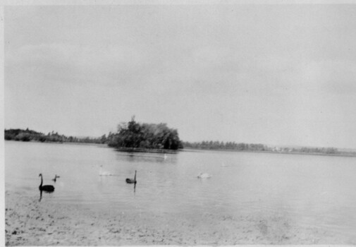 Swans swimming on a lake.