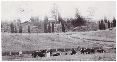 Woman in a field with horses and cattle.