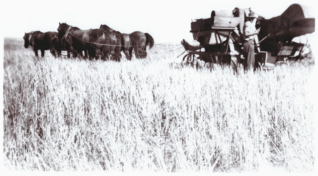 Man harvesting a crop.