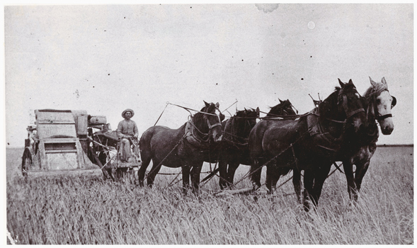 Man on a horsedrawn harvester.